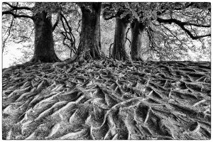 Woodlands (series) by Peter Young