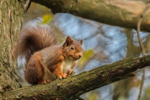 From 'Red Squirrel' series by Douglas Gregor