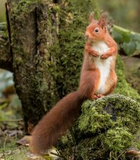 From 'Red Squirrel' series by Douglas Gregor