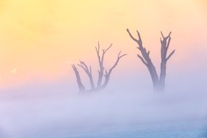 Deadvlei (series) by Eric Williams