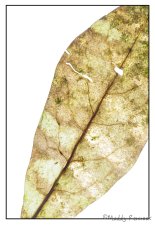 'Leaf' by Maddy Pennock