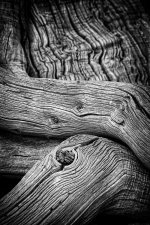 Dead Oaks (series) by Nigel Reader