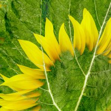 Sunflowers (series) Petal Flames by Clive Haynes