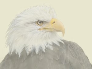 High-Key Birds (AV) by Barrie Glover