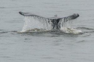 'Humpback Whale Fluke' by Barrie Glover