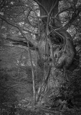 Otherness (series) by Stewart Bourne