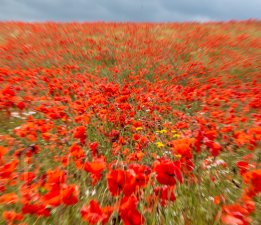 'Poppyfield' by Heather Mann