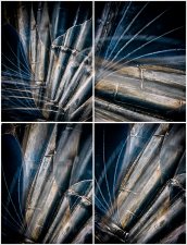 Exploring the Shell (2) by Judy Knights