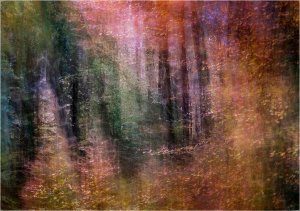 'Dreamy Woods' by Judy Knights