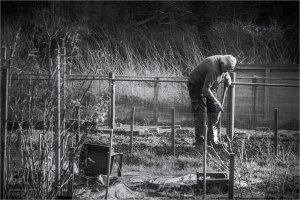 Allotments (series) by Bob Oakley