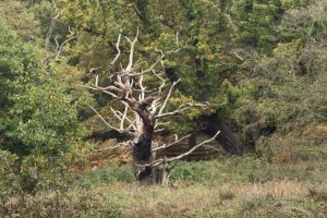 Seven Ages of Trees ('Ending') by Henry Tomsett