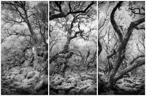 The Entangled Wood (series) by Clive Haynes