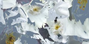 The Petals Fell Early by John Hoath