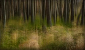 From 'Trees with ICM' series by Janet Sprason