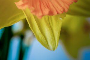 Minimalist Daffodil (series) by Eric Williams