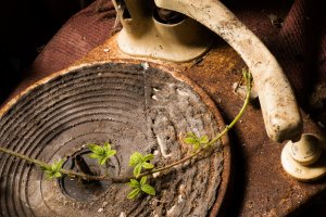 Music Lingers On (1) by Gill Haynes