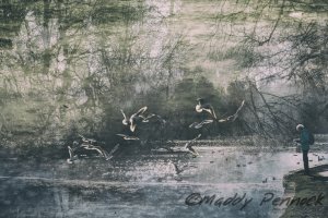 Feeding Time by Maddy Pennock