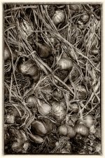 The Old Greenhouse 02 (series) by Bob Oakley