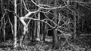 Yoga for trees (series) by Peter Young