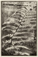 From 'Nature Takes Back Control' series by Bob Oakley