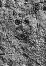 Curiosities (series) by Stewart Bourne