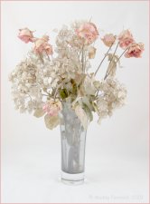 Thanatopsis (series) by Maddy Pennock