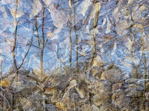 Woodland Impression (series) by Barrie Glover