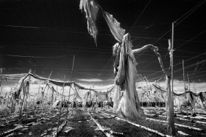 From Wraiths (series by Clive Haynes