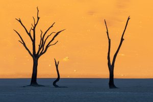 Deadvlei (series) by Eric Williams