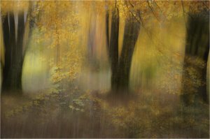 From 'Trees with ICM' series by Janet Sprason