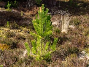 Seven Ages of Trees ('Beginning') by Henry Tomsett