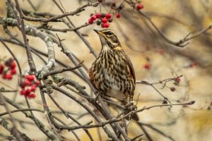 Indigenous Scottish Birds (series) by Barrie Glover