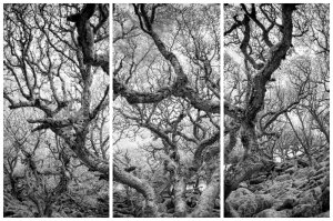 The Entangled Wood (series) by Clive Haynes