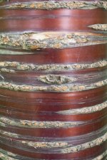 'Queen's Wood (series by Lucy Alum