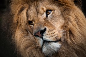 Leo - male lion head, angled close-up 