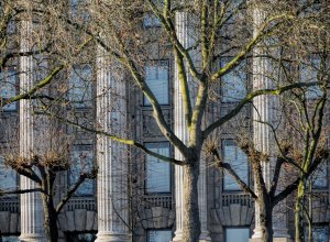 The Importance of City Trees - Cologne by Tessa Mills