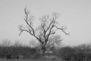 Skeletons (series) #1 by Henry Tomett