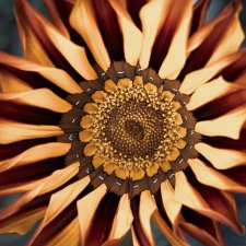 Floral Burst (series) by Tineke Morgan