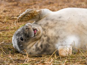 Seal Pup by Barrie Glover